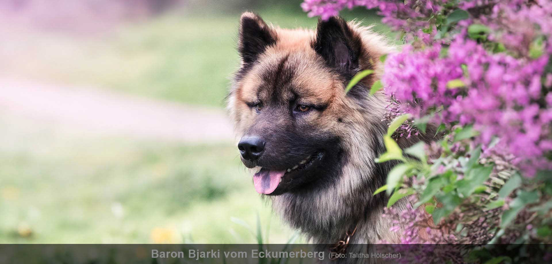 Eurasier-Klub-HP-C4