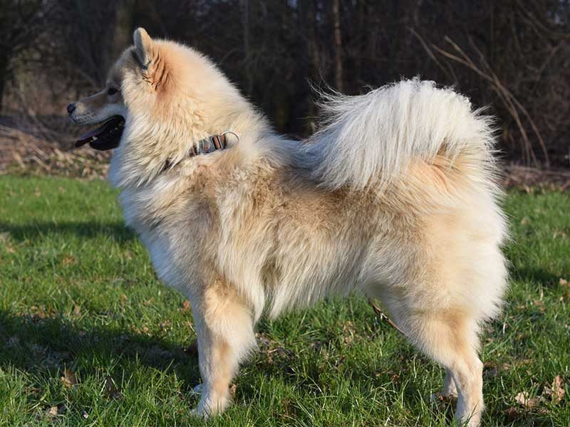Akela-Merlin-vom-schloss-viermond Akela-Merlin-vom-schloss-viermond