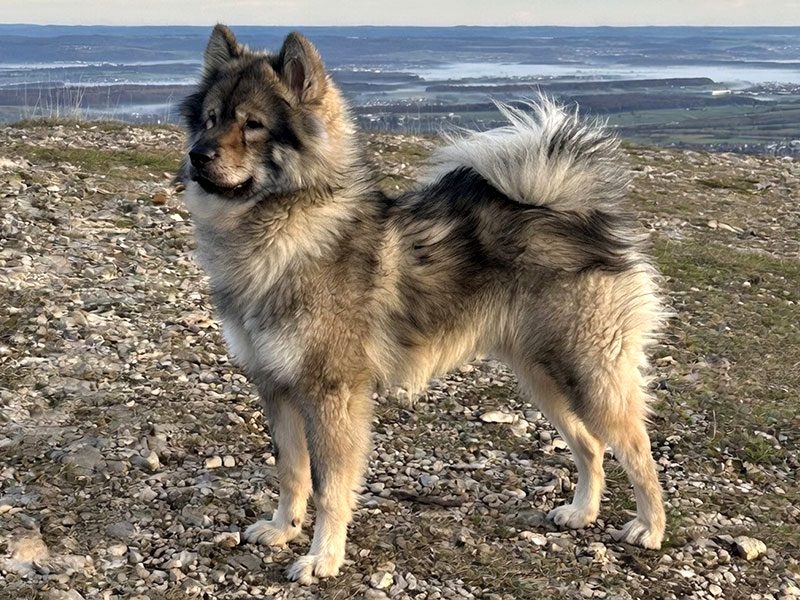 AntonVonDenRuchheimerSchlossbaeren