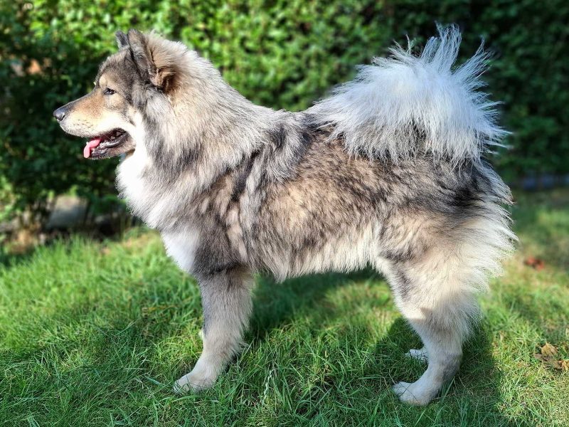 Ares-von-den-Ruchheimer-Schlossbaeren