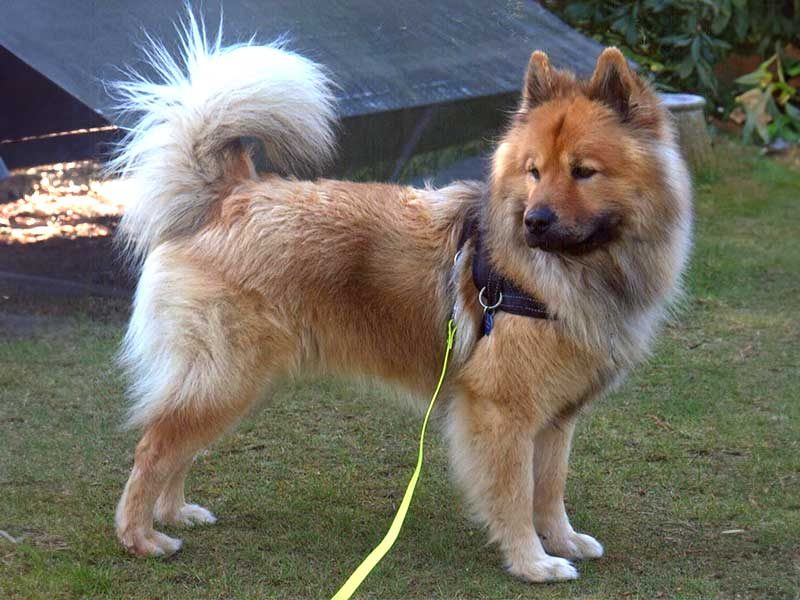 Balou-Luca-vom-kleinen-Lohberg Balou-Luca-vom-kleinen-Lohberg
