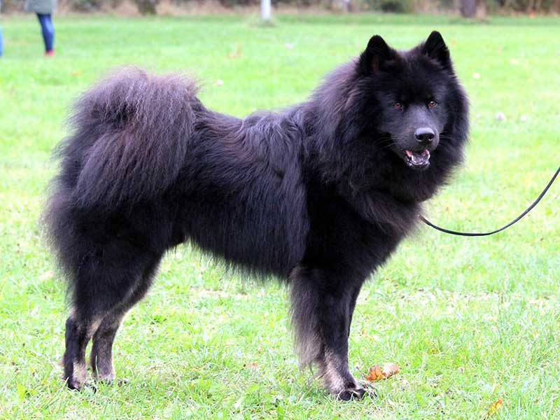 Balu-vom-Schwarzwaldwolf Balu-vom-Schwarzwaldwolf