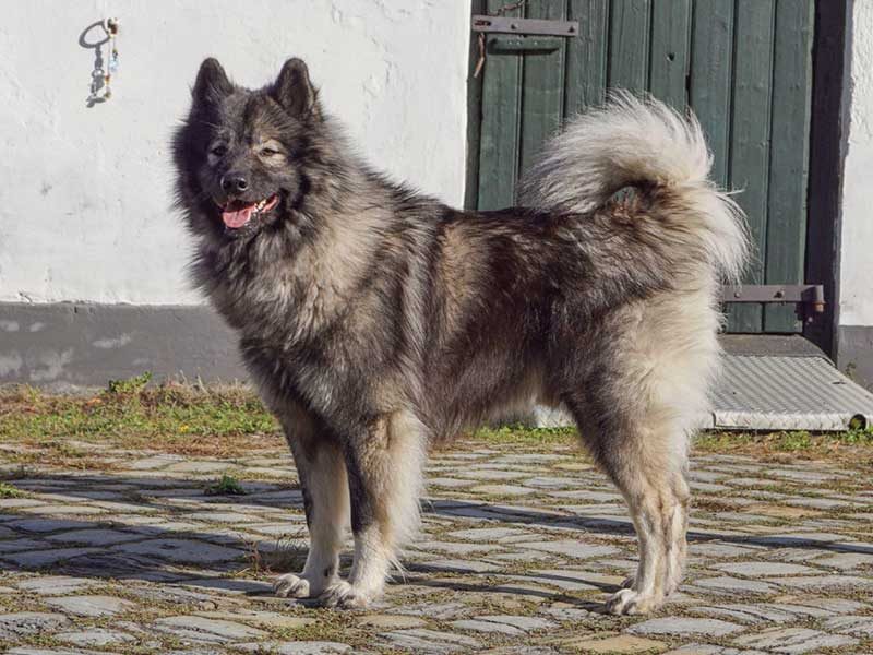 Bjarki-Phelan-vom-Wengert Bjarki-Phelan-vom-Wengert