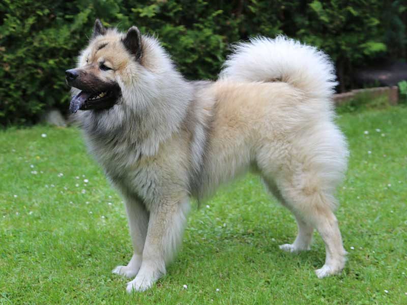 Bobo-vom-Ginstergarten