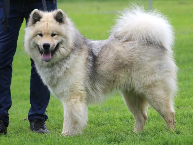 Chap-vom-Schwarzwaldwolf Chap-vom-Schwarzwaldwolf