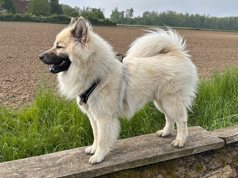 Duke-vom-Ginstergarten