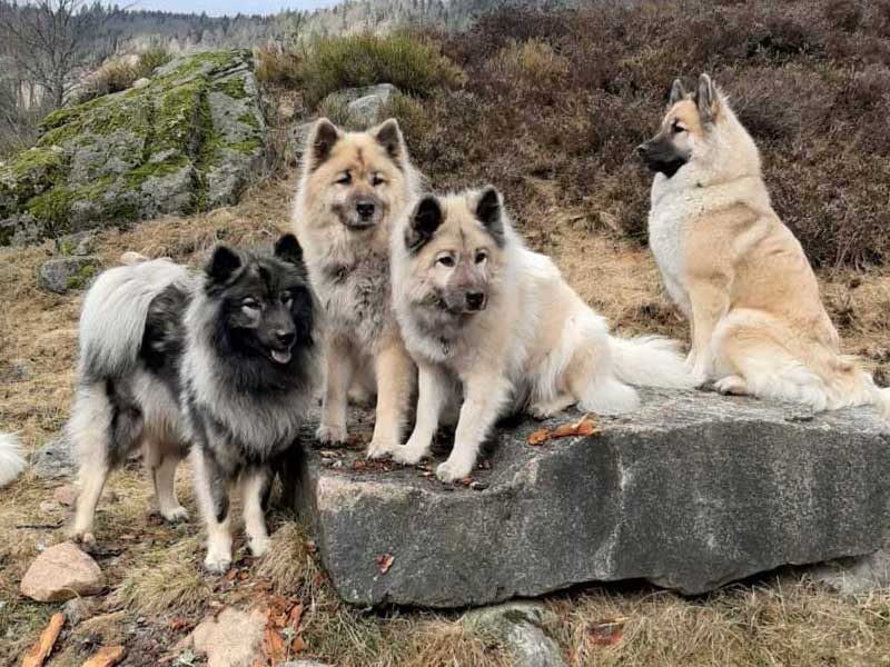 Eurasier-Klub-Rasse-s