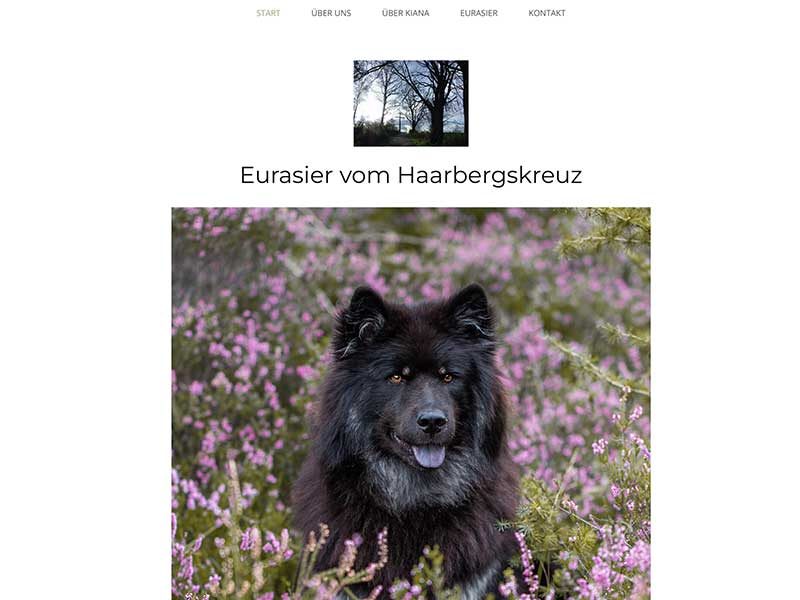 Eurasier-vom-Haarbergskreuz Eurasier-vom-Haarbergskreuz