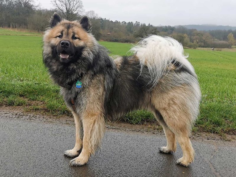Gandalf-von-der-Barschluete