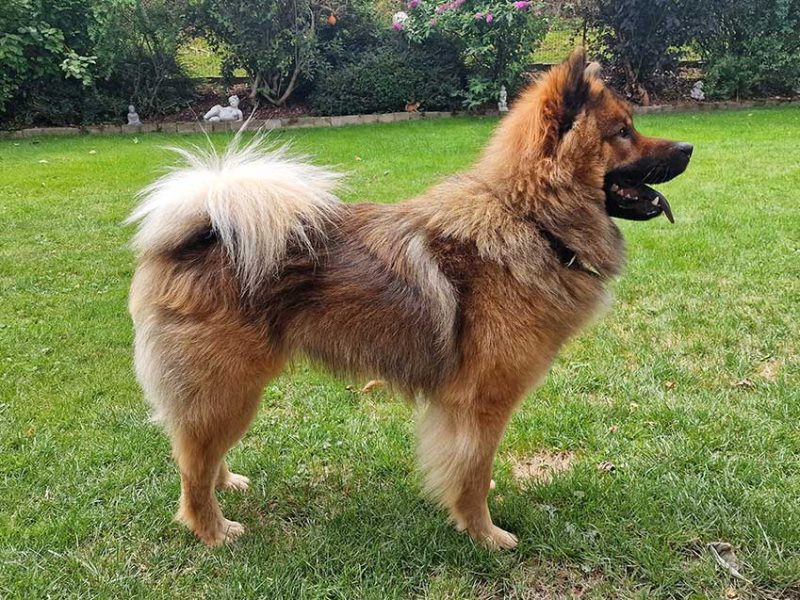 Quinncy-von-Falkensee