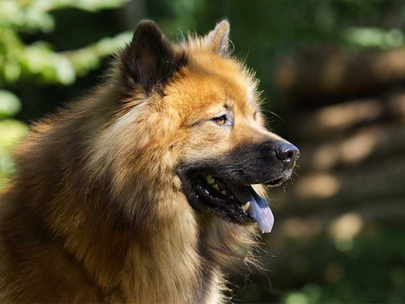 eurasier-athos