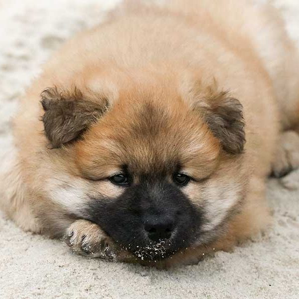 eurasier-not eurasier-not