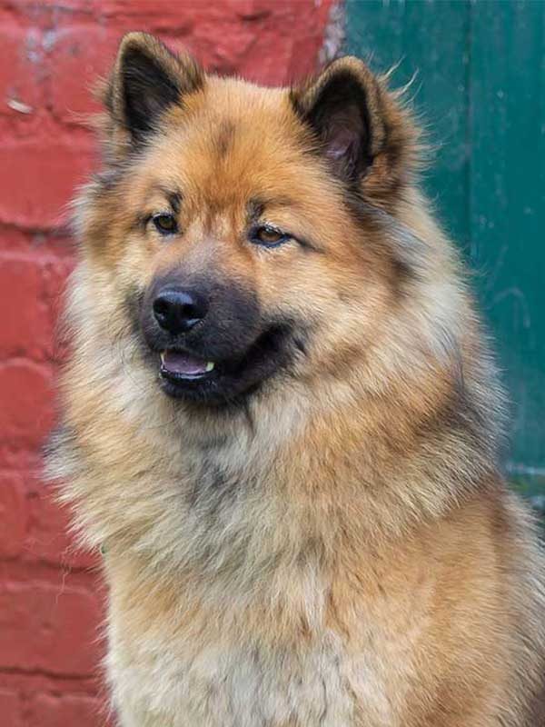 eurasier-rot-s eurasier-rot-s