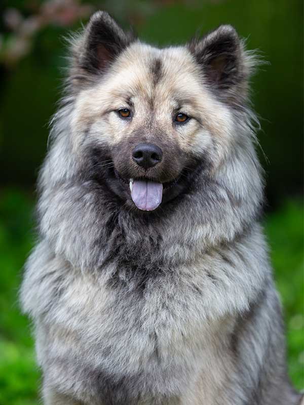 eurasier-falben-grau-s eurasier-falben-grau-s