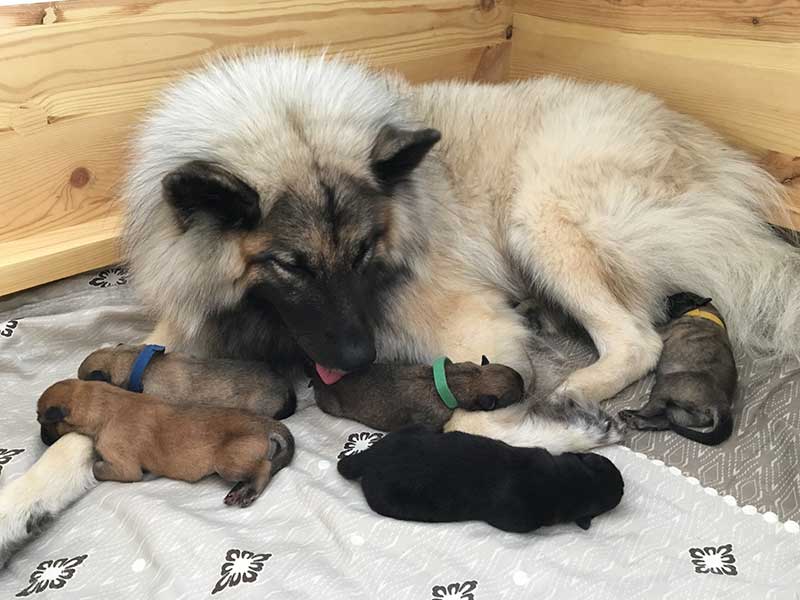 eurasier-klub-zuchtverein-s eurasier-klub-zuchtverein-s