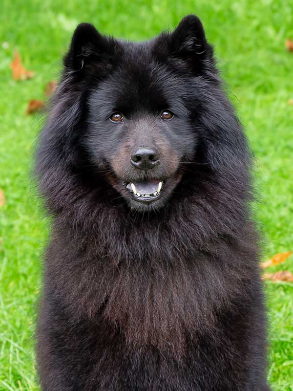 eurasier-schwarz-s eurasier-schwarz-s
