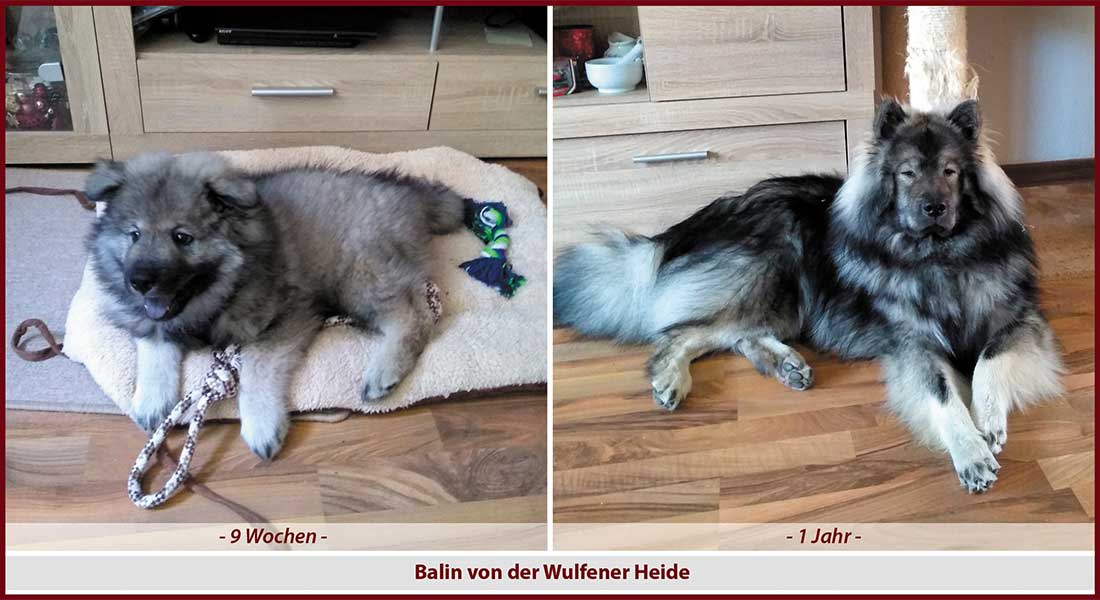 welpe-entwicklung15