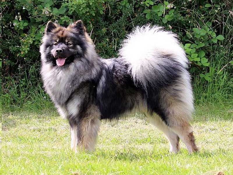 Akela-vom-Schwarzwaldwolf Akela-vom-Schwarzwaldwolf