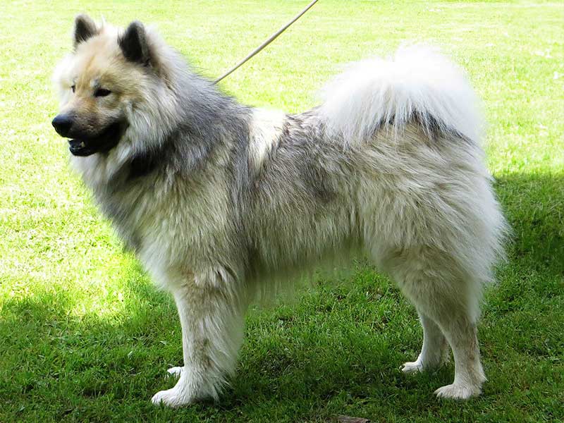 Asami-von-den-Saarner-Auen Asami-von-den-Saarner-Auen