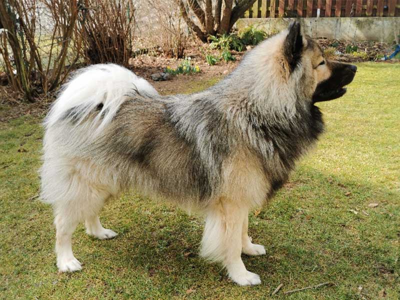Balou-vom-Christelgrund Balou-vom-Christelgrund