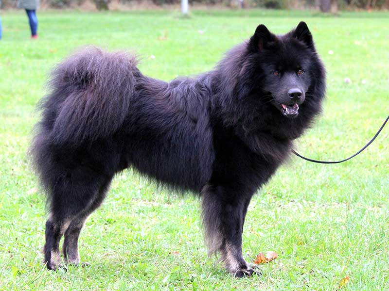 Balu-vom-Schwarzwaldwolf Balu-vom-Schwarzwaldwolf