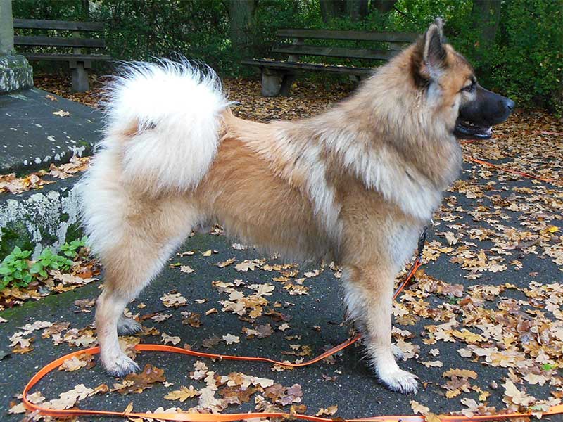 Baxter-vom-Schwarzwaldwolf1 Baxter-vom-Schwarzwaldwolf1