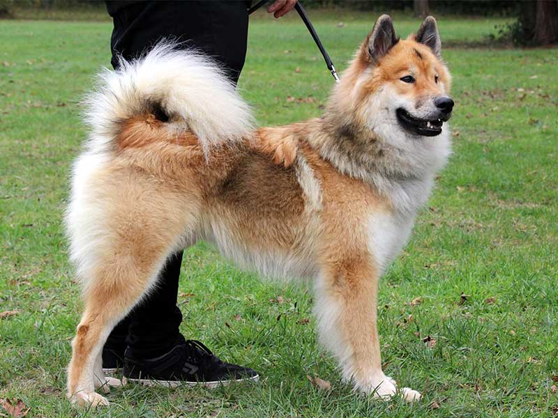 Bjarni-vom-Schwarzwaldwolf-1 Bjarni-vom-Schwarzwaldwolf-1