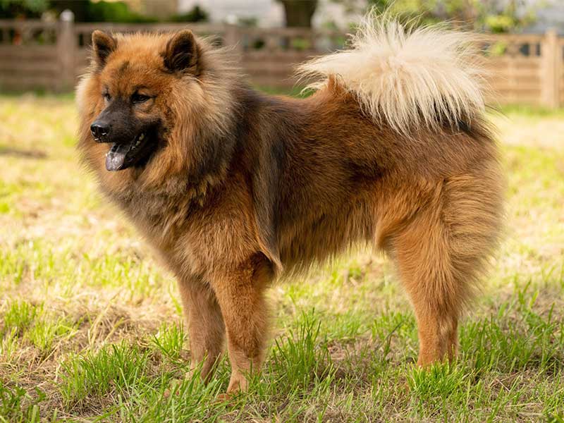 Bronko-von-den-Kraichgaubaeren Bronko-von-den-Kraichgaubaeren