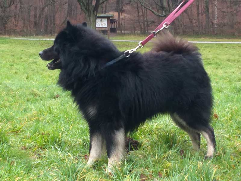 Carl-Asmus-vom-Wolfsstuebchen Carl-Asmus-vom-Wolfsstuebchen