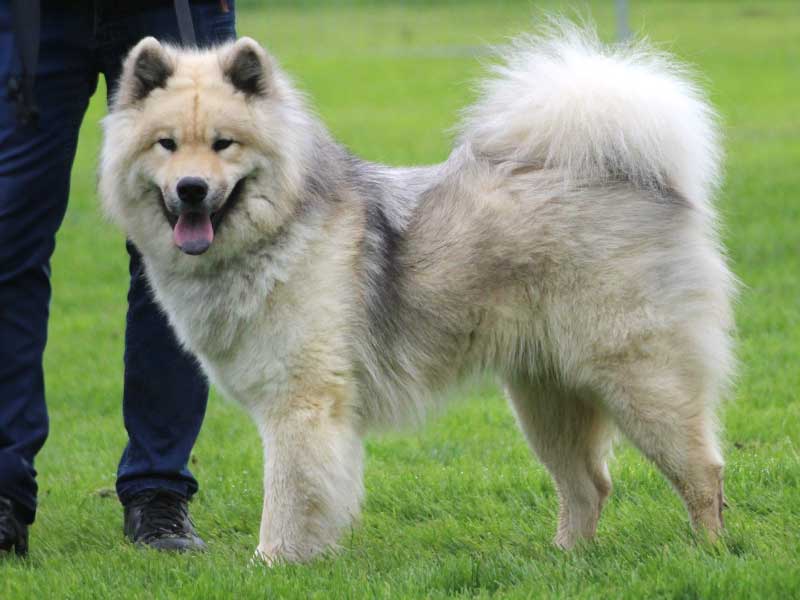 Chap-vom-Schwarzwaldwolf Chap-vom-Schwarzwaldwolf
