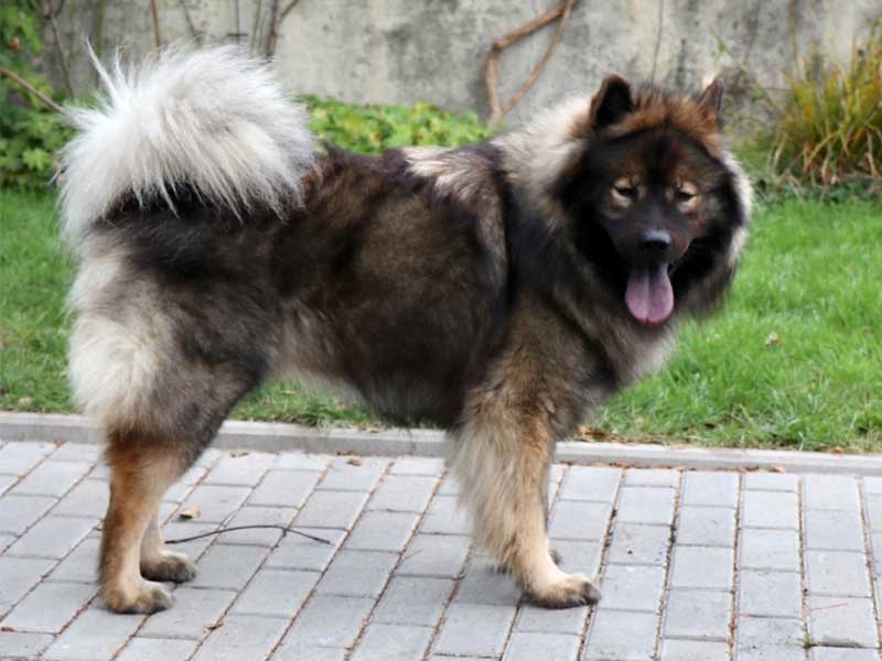 Elvis-vom-Wolfsstuebchen Elvis-vom-Wolfsstuebchen