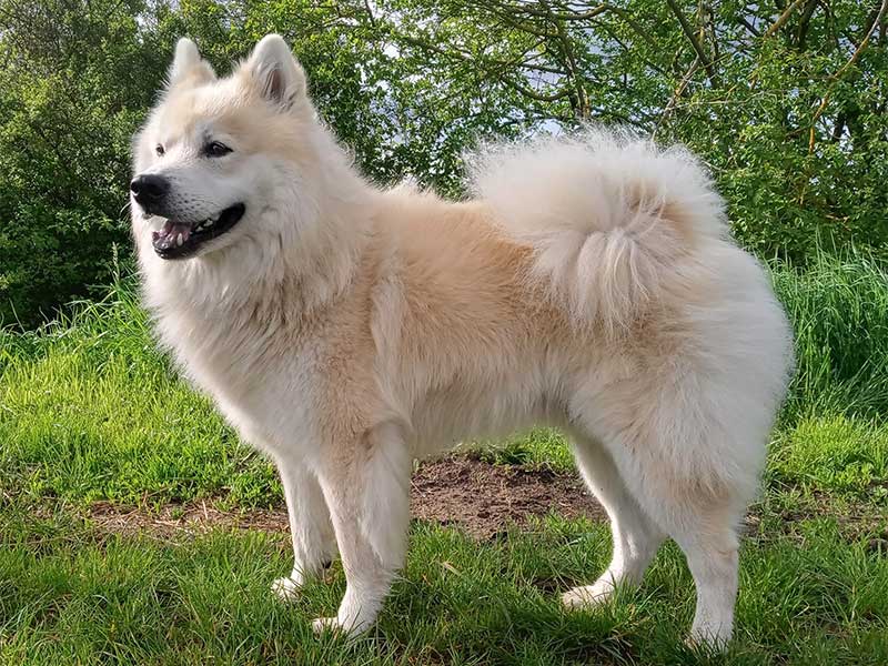 Fenrir-vom-Biggesee Fenrir-vom-Biggesee