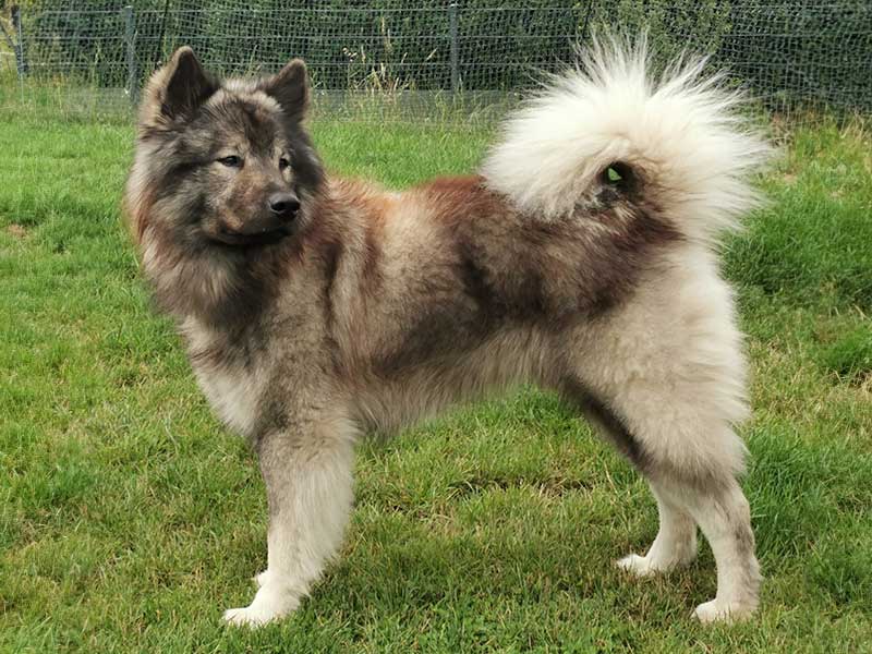 Floki-vom-Wolfsstuebchen Floki-vom-Wolfsstuebchen