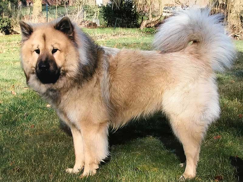 Fuerst-Grobi-von-der-Barschluete Fuerst-Grobi-von-der-Barschluete