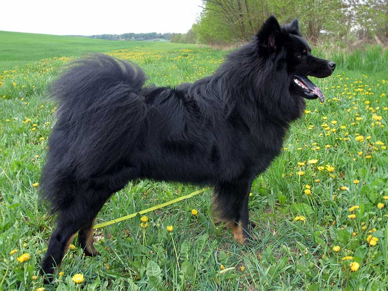 Henry-Buddy-vom-Malefinkbachtal Henry-Buddy-vom-Malefinkbachtal