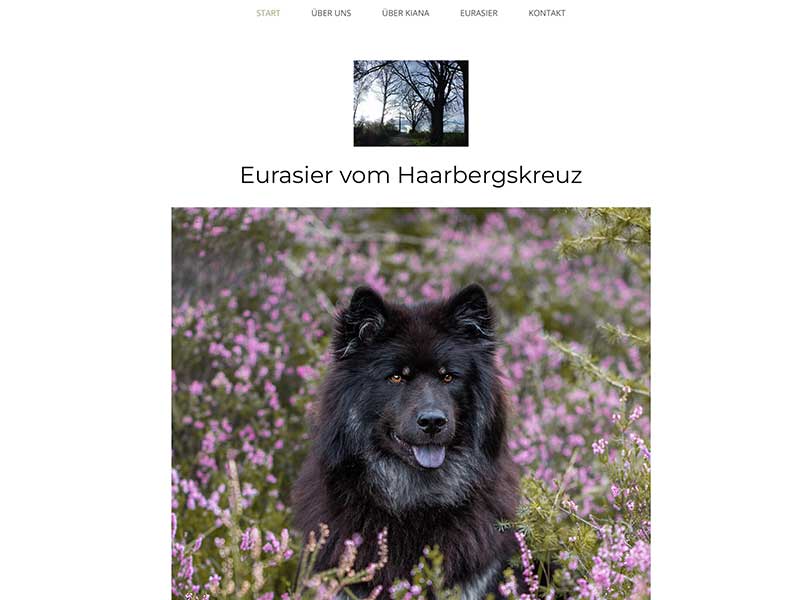 Eurasier-vom-Haarbergskreuz Eurasier-vom-Haarbergskreuz