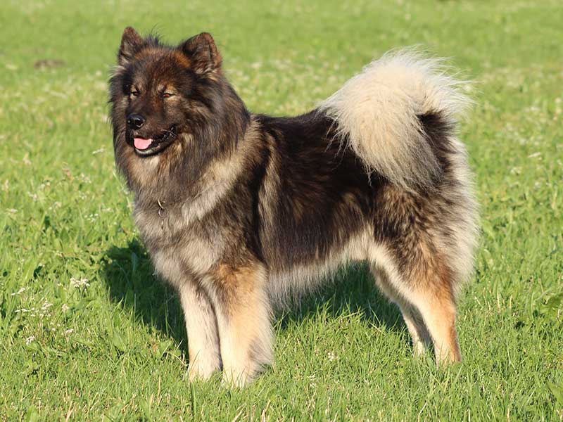 Anouk-vom-schwarzwaldwolf-2 Anouk-vom-schwarzwaldwolf-2