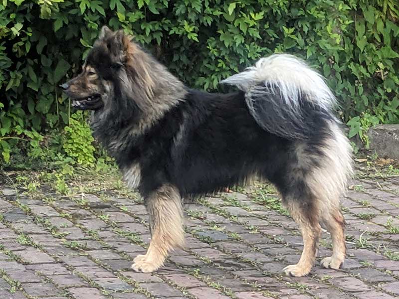 Lucky-vom-alten-Stuehbusch Lucky-vom-alten-Stuehbusch
