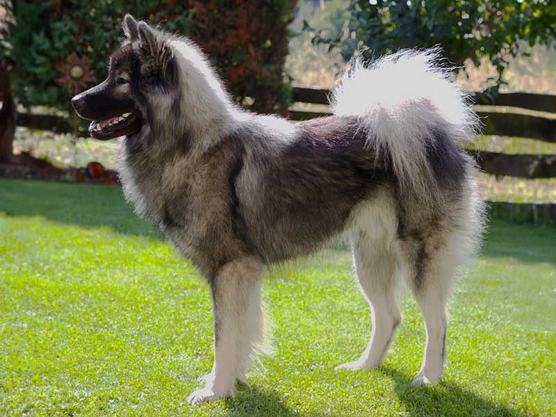 Dojan-vom-Schwarzwaldwolf Dojan-vom-Schwarzwaldwolf