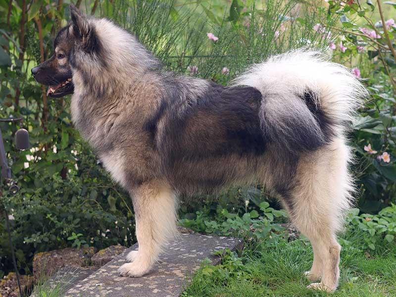 DArtagnan-vom-Schwarzwaldwolf DArtagnan-vom-Schwarzwaldwolf