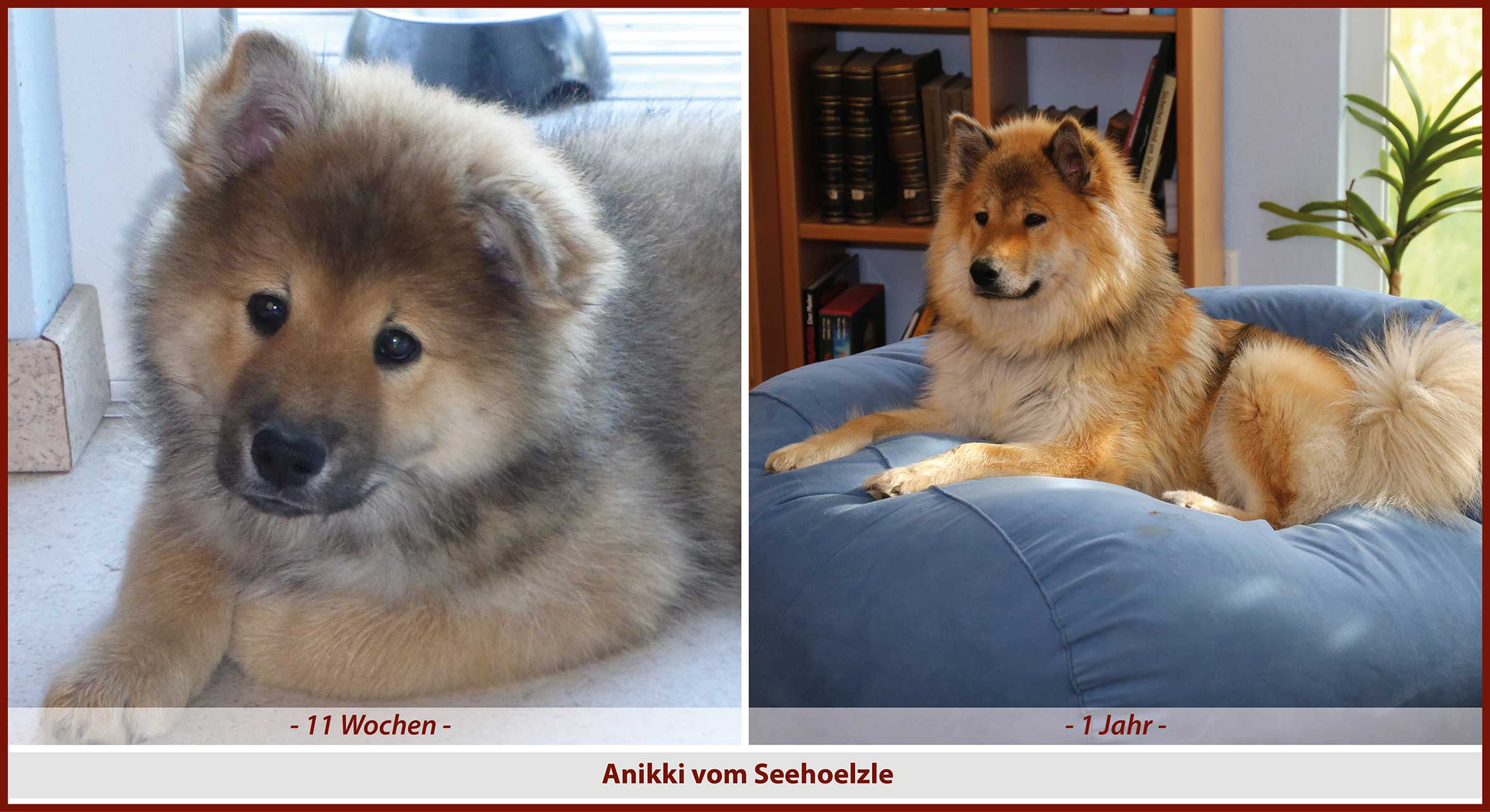 welpe-entwicklung34