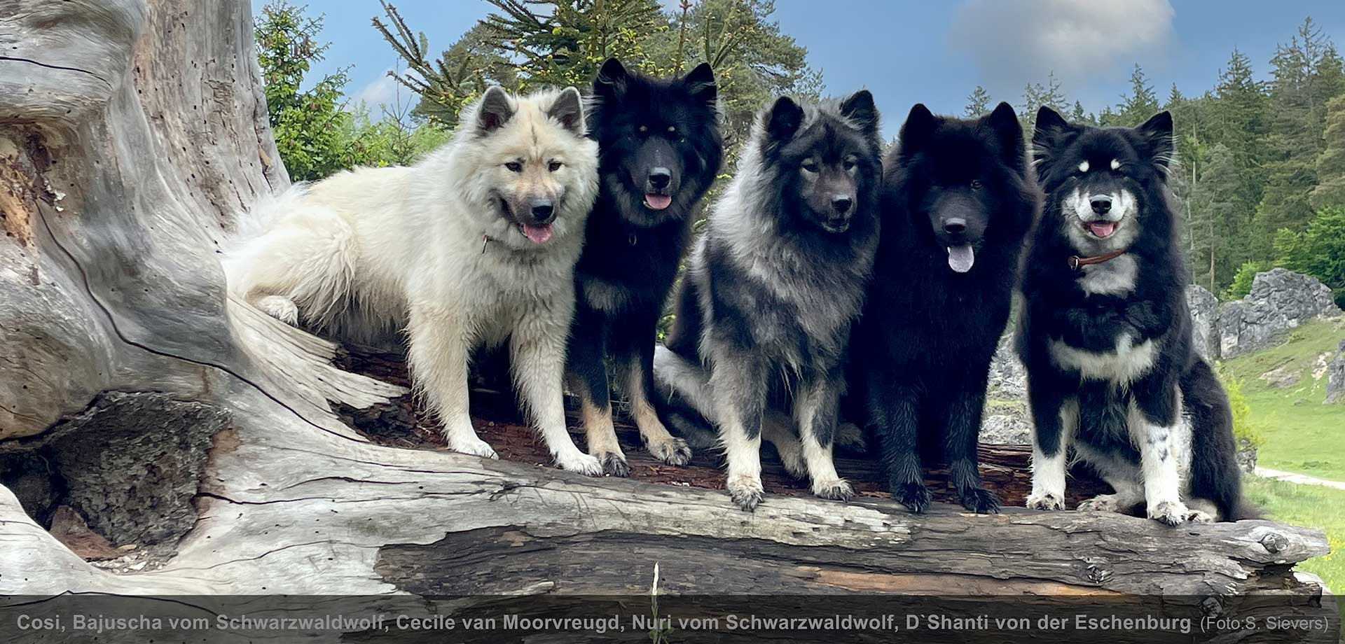 Eurasier-Klub-HP-25-b