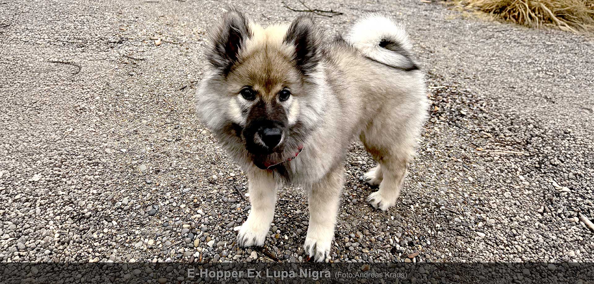 Eurasier-Klub-HP-25-b2
