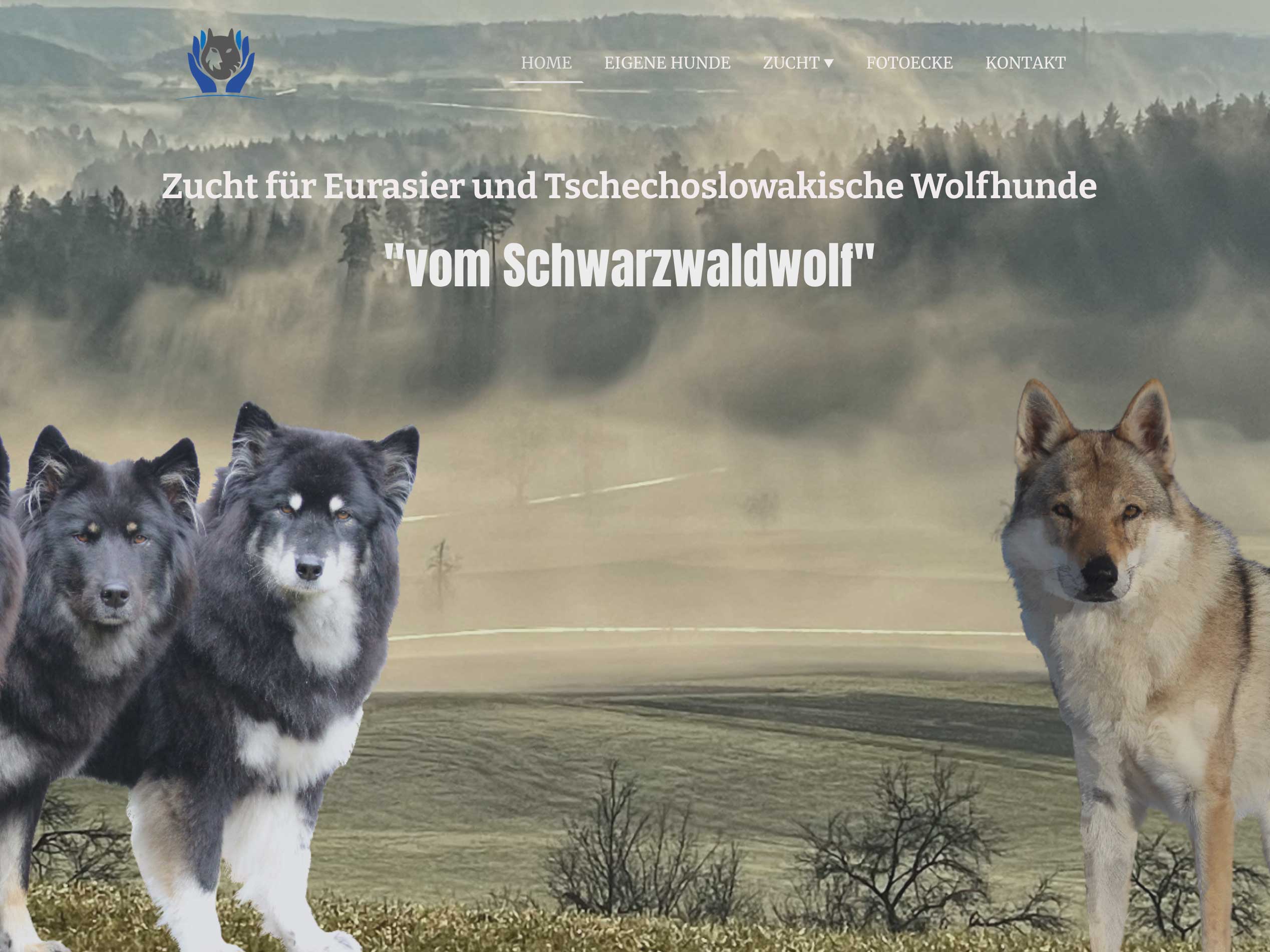 Eurasier-vom-schwarzwaldwolf vom Schwarzwaldwolf