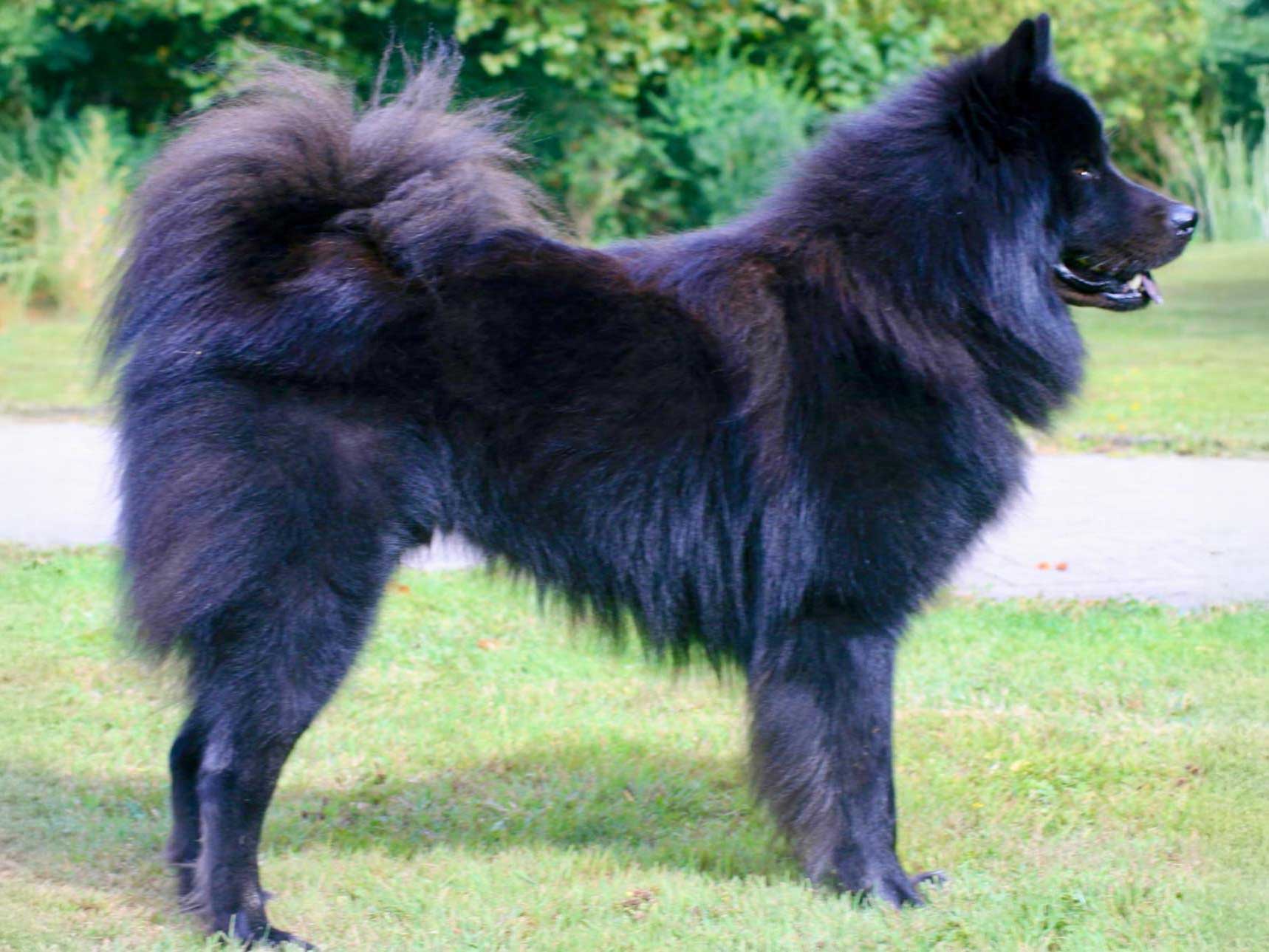 Don-Carlos-vom-Schwarzwaldwolf Don-Carlos-vom-Schwarzwaldwolf