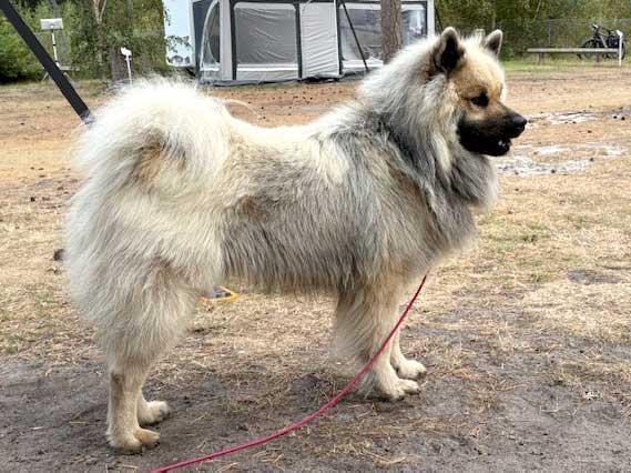 Nanook-vom-Malefinkbachtal Nanook-vom-Malefinkbachtal