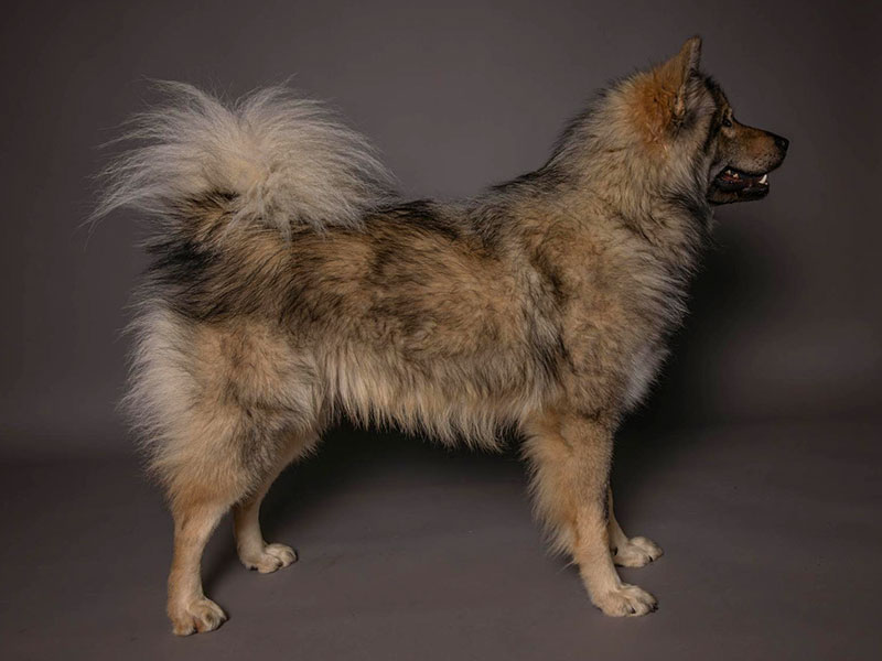 Anton-ruchheimer-schlossbaeren