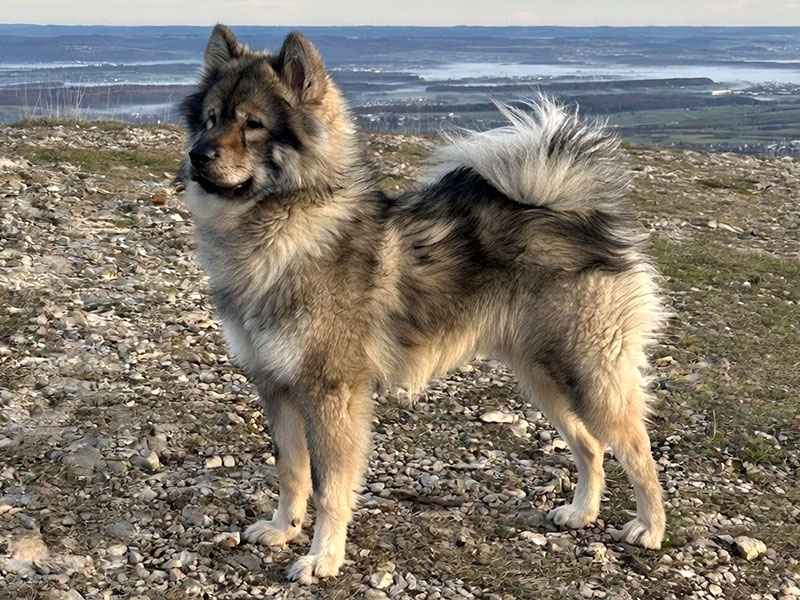 AntonVonDenRuchheimerSchlossbaeren