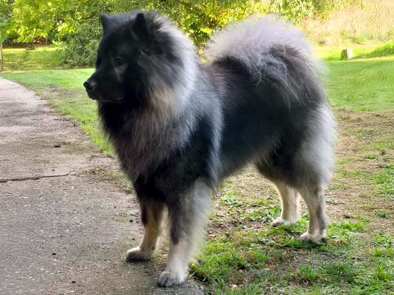 Dolf-van-Moorvreugd